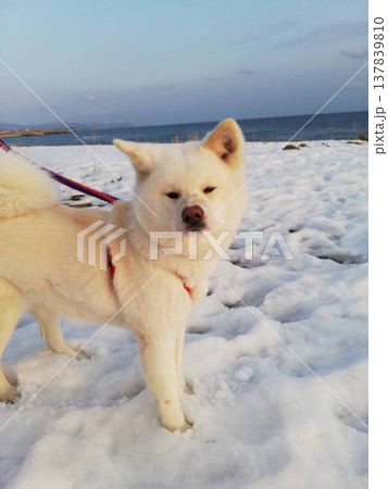 白い秋田犬と雪 白い秋田犬と雪 137839810