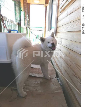 笑顔の秋田犬子犬 137839815