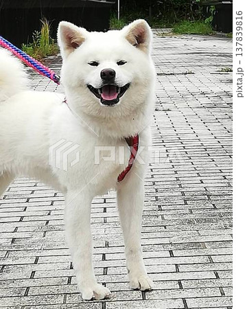 笑顔の 秋田犬 笑顔の 秋田犬 137839816