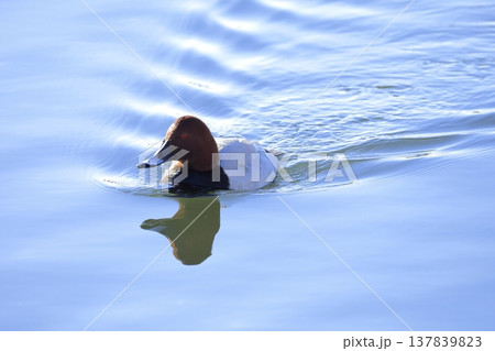 ホシハジロ 137839823