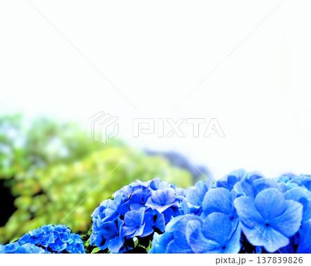 梅雨のジメジメを晴れやかな気持ちにさせてくれる紫陽花です 137839826