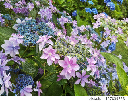 梅雨のジメジメを晴れやかな気持ちにさせてくれる紫陽花です 137839828