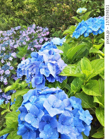 梅雨のジメジメを晴れやかな気持ちにさせてくれる紫陽花 梅雨のジメジメを晴れやかな気持ちにさせてくれる紫陽花 137839831