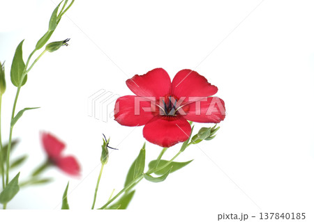Vibrant red flax flower with delicate petals and green stems against a clean white background 137840185