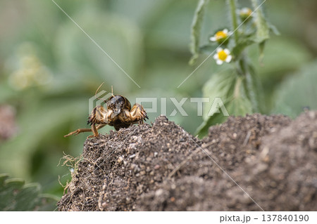 Mole Cricket Emerging From Soil in a Garden Burrow 137840190