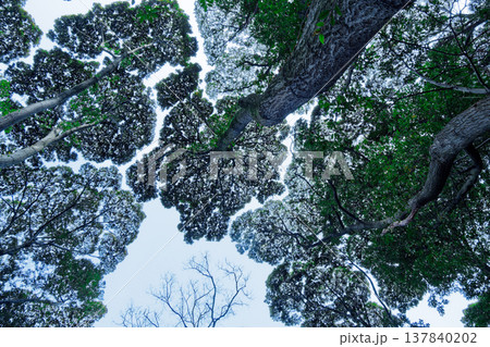 光を求めて照葉樹林樹冠のパターン   137840202