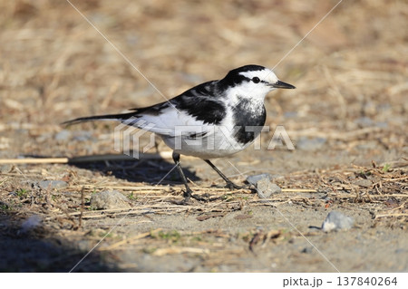 ホオジロハクセキレイ 137840264