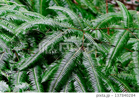 羊歯植物　ウラジロ科コシダ群生 137840284