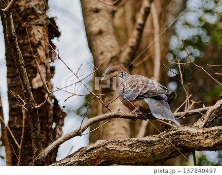枝に止まるキジバト 137840497