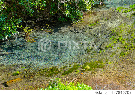 静岡県三島の柿田川湧水郡 静岡県三島の柿田川湧水郡 137840705