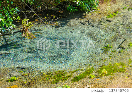 静岡県三島の柿田川湧水郡 静岡県三島の柿田川湧水郡 137840706
