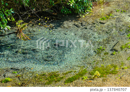 静岡県三島の柿田川湧水郡 137840707