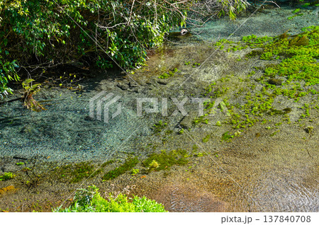 静岡県三島の柿田川湧水郡 静岡県三島の柿田川湧水郡 137840708