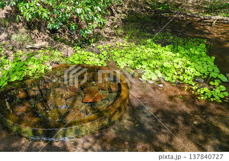 静岡県三島の柿田川湧水郡 137840727