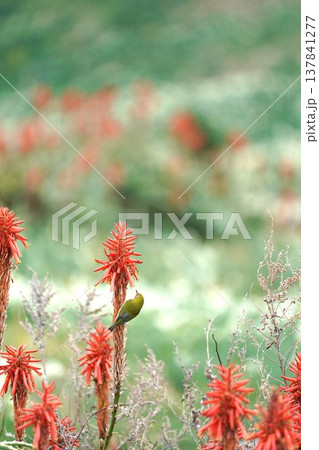 アロエの花粉でノドがオレンジに染まったメジロ 137841277