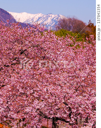 春の桜と残雪の山（縦） 137841354