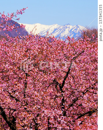 春の雪山と鮮やかに咲く桜(縦) 137841355