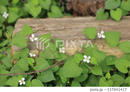 ドクダミの花 ドクダミの花 137841417