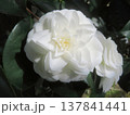 白い花　白い椿 137841441