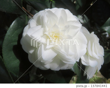 白い花　白い椿 137841441