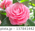 ピンク色の椿の花　 137841442