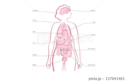 Internal Organs Sketch 137841461