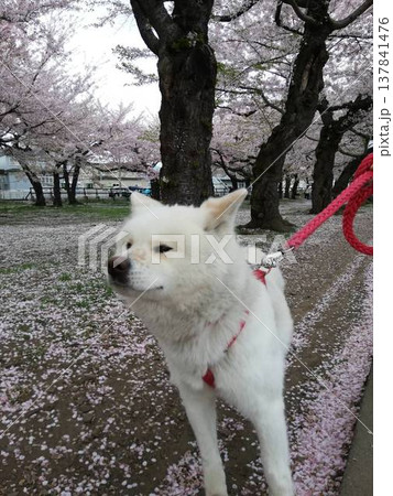 さくらと秋田犬 137841476