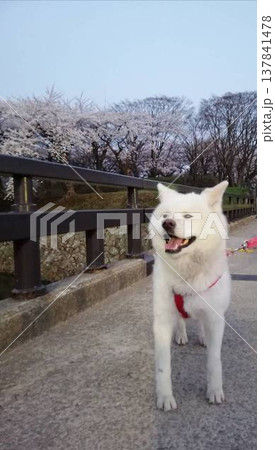 公園にいる 秋田犬 137841478