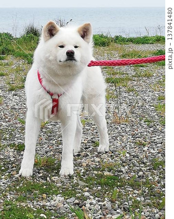 秋田犬 秋田犬 137841480