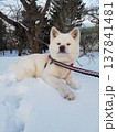 雪の中にいる 秋田犬 137841481