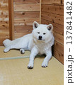 和室と秋田犬 137841482
