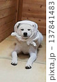 ほっかむりをする 秋田犬  137841483