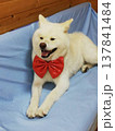 蝶ネクタイをした 秋田犬 137841484