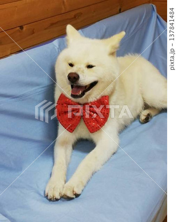 蝶ネクタイをした 秋田犬 137841484