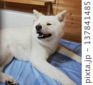 振り向く 笑顔の 秋田犬 137841485