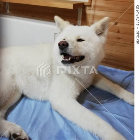振り向く 笑顔の 秋田犬 137841485