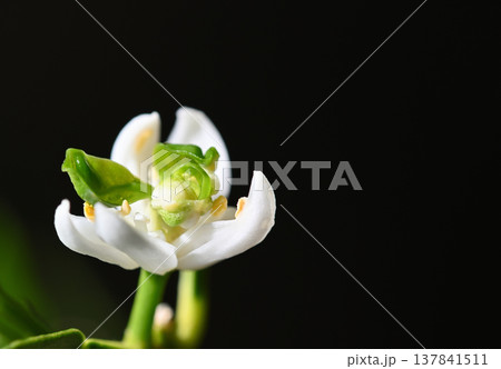 変異のレモンの花 変異のレモンの花 137841511