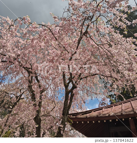 桜　金櫻神社　八重桜 137841622