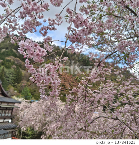 桜　金櫻神社　八重桜 137841623