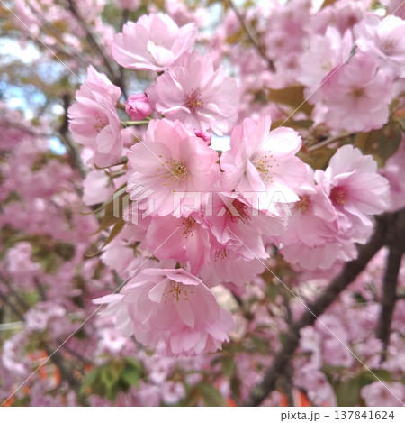桜　金櫻神社　八重桜 137841624