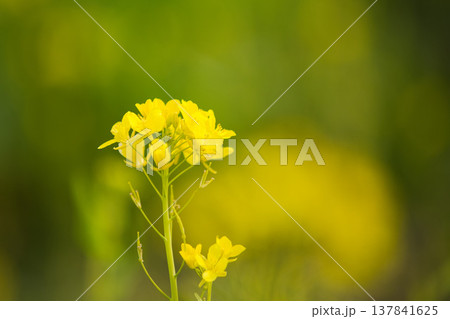 春の訪れを告げる菜の花畑 春の訪れを告げる菜の花畑 137841625