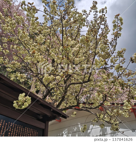 桜　金櫻神社　鬱金桜 137841626