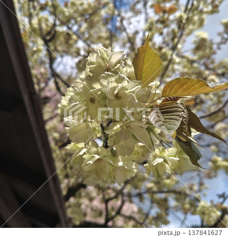 桜 金櫻神社 鬱金桜 桜 金櫻神社 鬱金桜 137841627