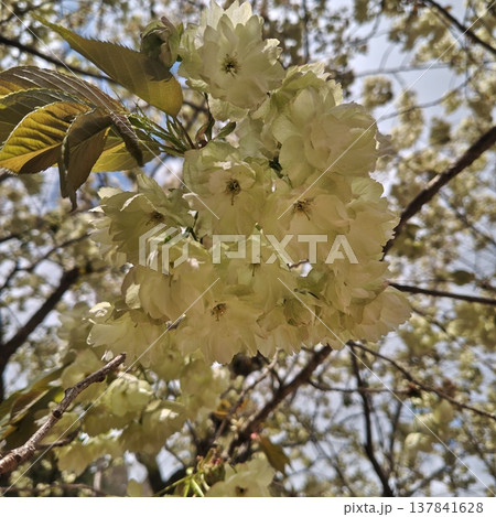桜　金櫻神社　鬱金桜 137841628