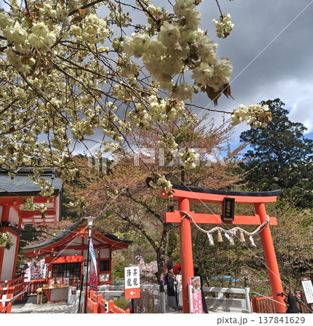 桜　金櫻神社　鬱金桜 137841629