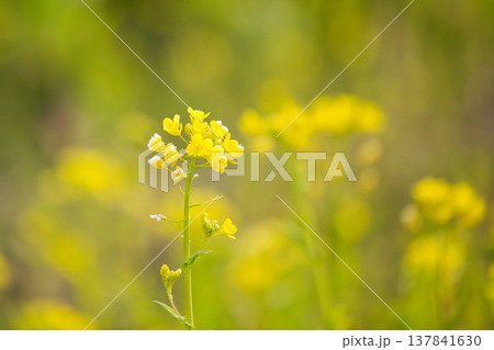 春の訪れを告げる菜の花畑 137841630