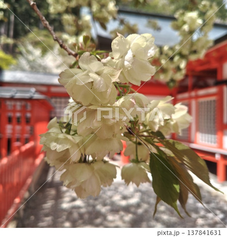 桜　金櫻神社　鬱金桜 137841631