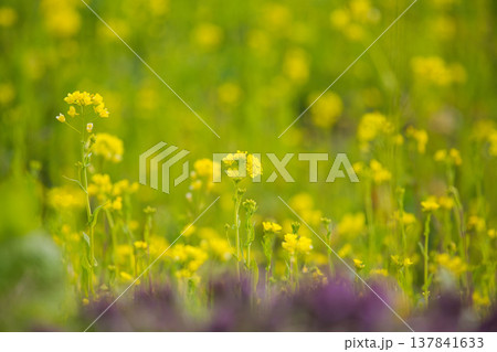 春の訪れを告げる菜の花畑 春の訪れを告げる菜の花畑 137841633