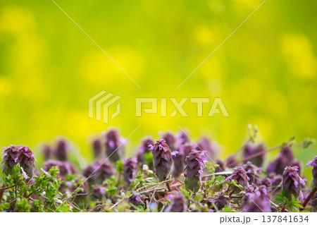 春の訪れを告げる菜の花畑 137841634