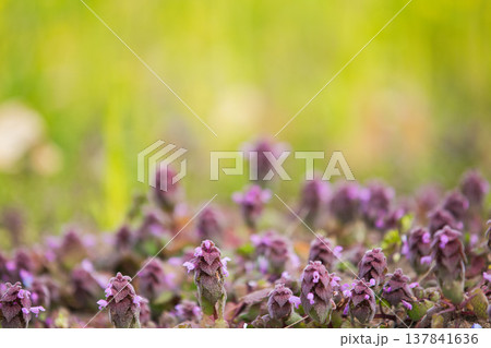 春の訪れを告げる菜の花畑 春の訪れを告げる菜の花畑 137841636